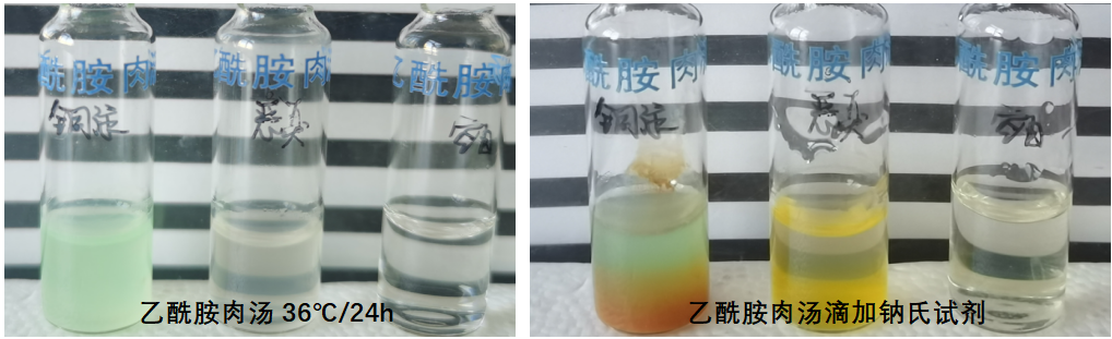 天然礦泉水檢測中的新角色--惡臭假單胞菌 天然礦泉水檢測中的新角色--惡臭假單胞菌