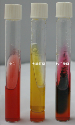 VRBA內(nèi)的紅色小菌落，有可能是沙門氏菌？
