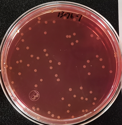 VRBA內(nèi)的紅色小菌落，有可能是沙門氏菌？