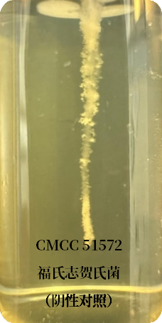 誰是芽胞桿菌中的“運動健將”？