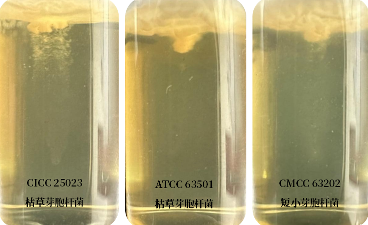 誰是芽胞桿菌中的“運動健將”？
