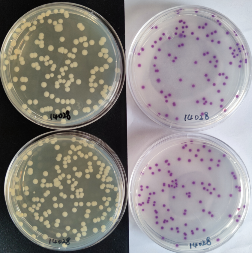 沙門檢測新助手—沙門氏+顯色培養(yǎng)基 沙門檢測新助手—沙門氏+顯色培養(yǎng)基