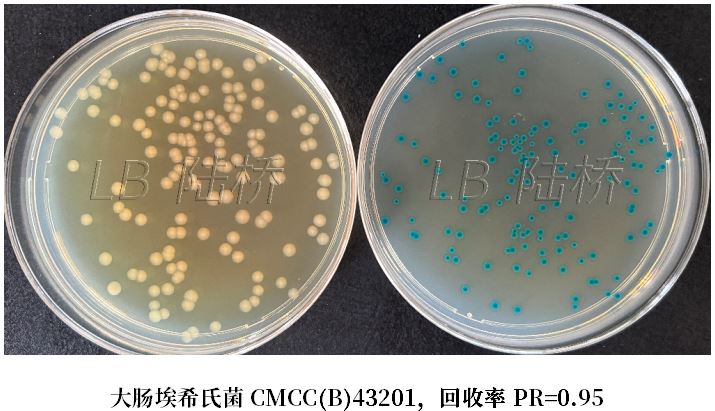 GB 4789.38-2025《食品安全國家標(biāo)準(zhǔn) 食品微生物學(xué)檢驗(yàn) 大腸埃希氏菌計(jì)數(shù)》解讀 GB 4789.38-2025《食品安全國家標(biāo)準(zhǔn) 食品微生物學(xué)檢驗(yàn) 大腸埃希氏菌計(jì)數(shù)》解讀