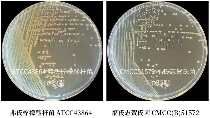 GB 4789.38-2025《食品安全國家標(biāo)準(zhǔn) 食品微生物學(xué)檢驗(yàn) 大腸埃希氏菌計(jì)數(shù)》解讀 GB 4789.38-2025《食品安全國家標(biāo)準(zhǔn) 食品微生物學(xué)檢驗(yàn) 大腸埃希氏菌計(jì)數(shù)》解讀