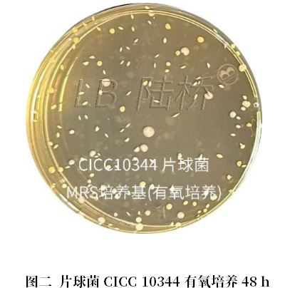 乳酸菌檢驗(yàn)新角色——片球菌屬與魏茨曼氏菌屬 乳酸菌檢驗(yàn)新角色——片球菌屬與魏茨曼氏菌屬