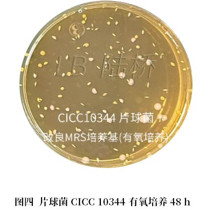 乳酸菌檢驗(yàn)新角色——片球菌屬與魏茨曼氏菌屬 乳酸菌檢驗(yàn)新角色——片球菌屬與魏茨曼氏菌屬