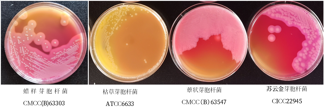 蠟樣芽胞桿菌檢測好幫手---蠟樣芽胞桿菌顯色培養(yǎng)基